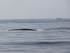 Enlarge photo 53