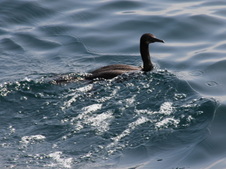 Enlarge photo 33