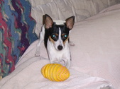 RAT TERRIER BREEDING FEMALES