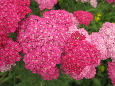 Enlarge photo 168