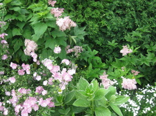 Enlarge photo 175