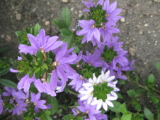 Enlarge photo 181