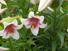 Enlarge photo 203