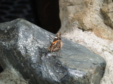 Enlarge photo 216