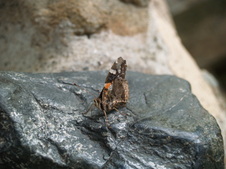 Enlarge photo 217