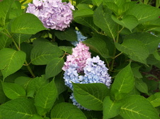 Enlarge photo 221