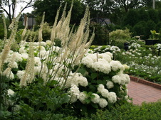 Enlarge photo 227