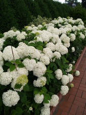 Enlarge photo 236