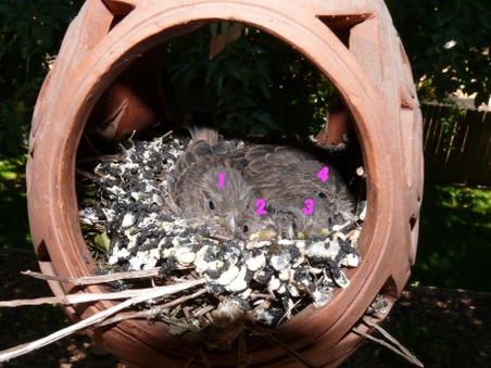Enlarge photo 29