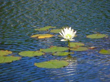 Enlarge photo 45