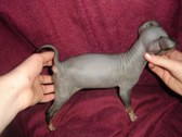 available pups