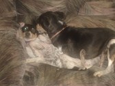 Dogs Gone Wild