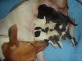 Katy's pups