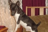 Lola/Ninja pups