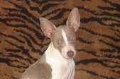 Rat Terriers