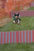 TERRIER RACING PICS