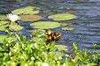 Enlarge photo 64