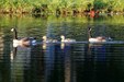 Enlarge photo 120