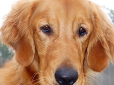 Doggie pics