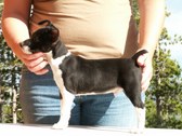 8 weeks old