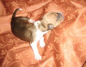 Enlarge photo 15