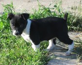 Six Weeks Old!
