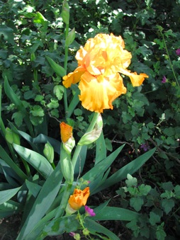 Barbara's iris?