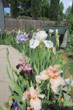 Garden 2017