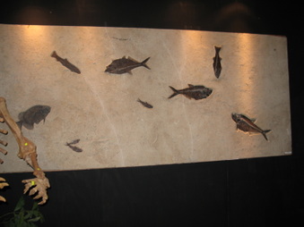 Enlarge photo 45