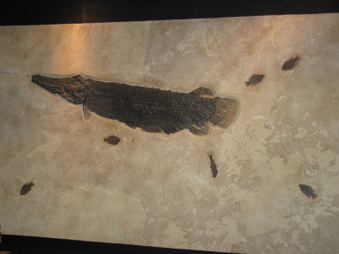 Enlarge photo 47
