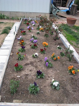 Pansies