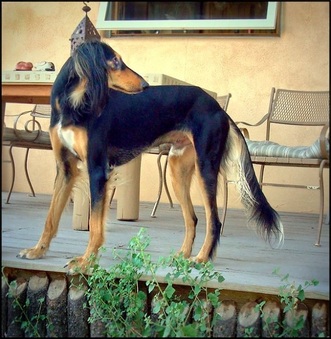 Saluki dogs