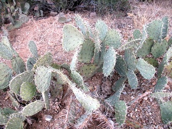 Enlarge photo 152
