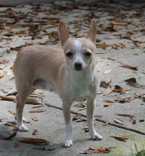 Kaluah