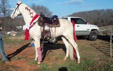 Gen's I Dream Of Cream - FOR SALE $3,500