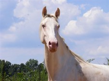 Gen's I Dream Of Cream - FOR SALE $2500