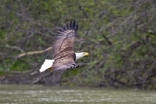 Alaska Cruise