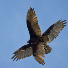 Big birds of Pinnacles Park
