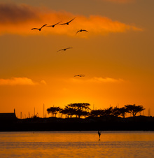 Elkhorn Slough at sunset