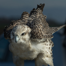 Falcons