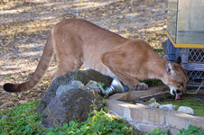 Mountain Lion