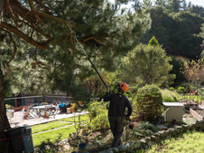 Pine pruning, 12-26-19