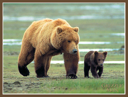 Two of Treadwell's Bears