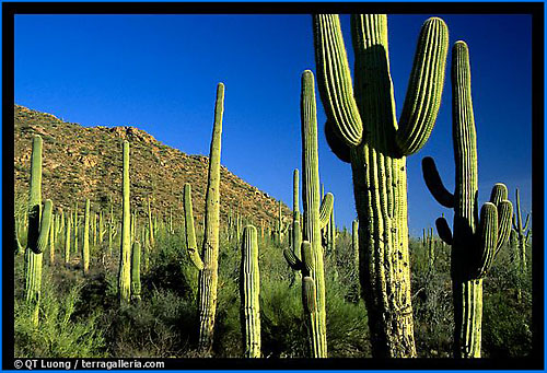 Saguaro Cacti.