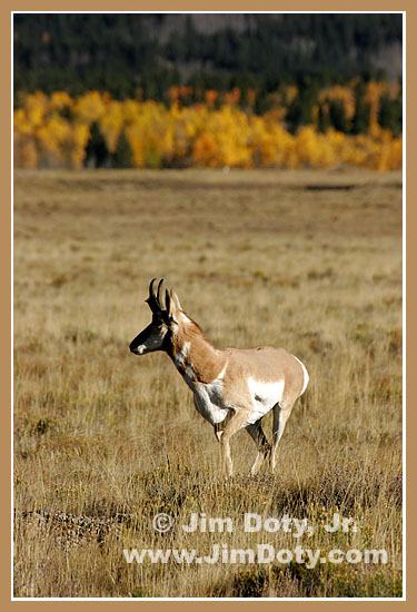 Antelope, South Park, Colorado