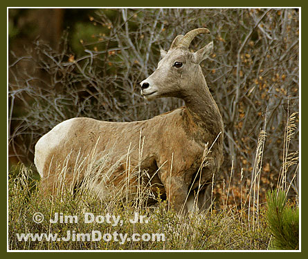Bighorn Sheep, Horeshoe Park, Rocky Mountain National Park