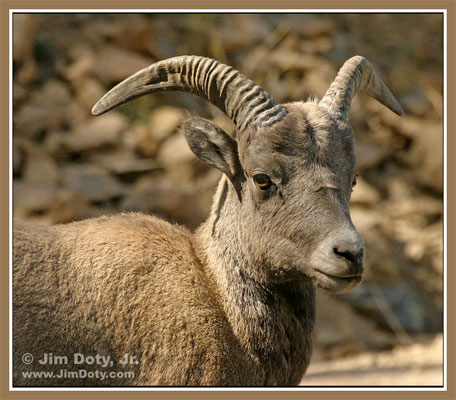 Bighorn Sheep