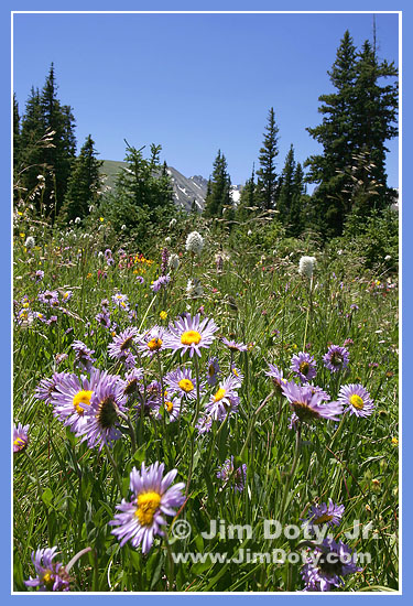 Wildflowers, Indian Peaks, Colorado