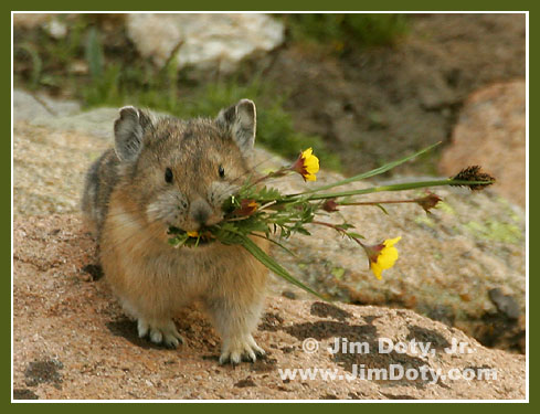 Pika, Tundra, Rocky Mountain National Park