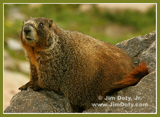 Marmot, Trail Ridge Road, Colorado